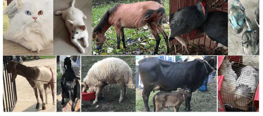 animal-banner
